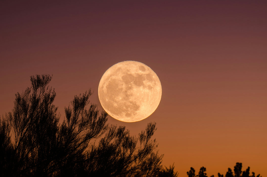 A close-up view of a large, luminous full moon rising against a soft sunset-hued purple and orange sky, framed by dark silhouettes of leafy trees, bringing a calming sense of peace to invite clarity and refresh your crystal collection.