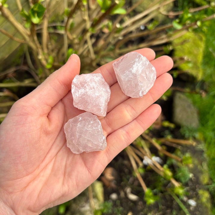 Hand holding three pink 3 Mini Raw Rose Quartz Crystals with a natural outdoor background