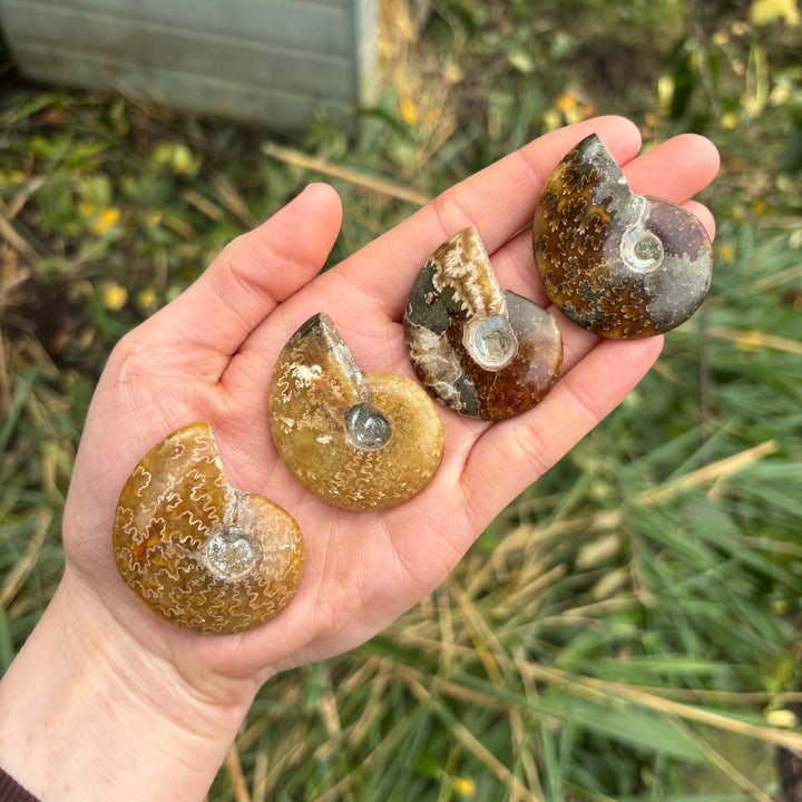 Ammonite Polished Fossil