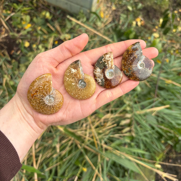 Ammonite Polished Fossil