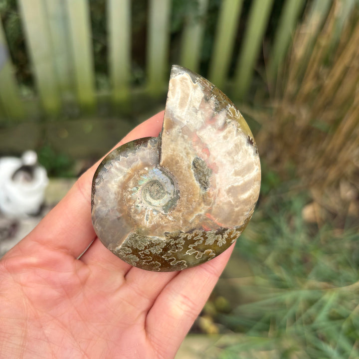 Ammonite Polished Fossil Carving