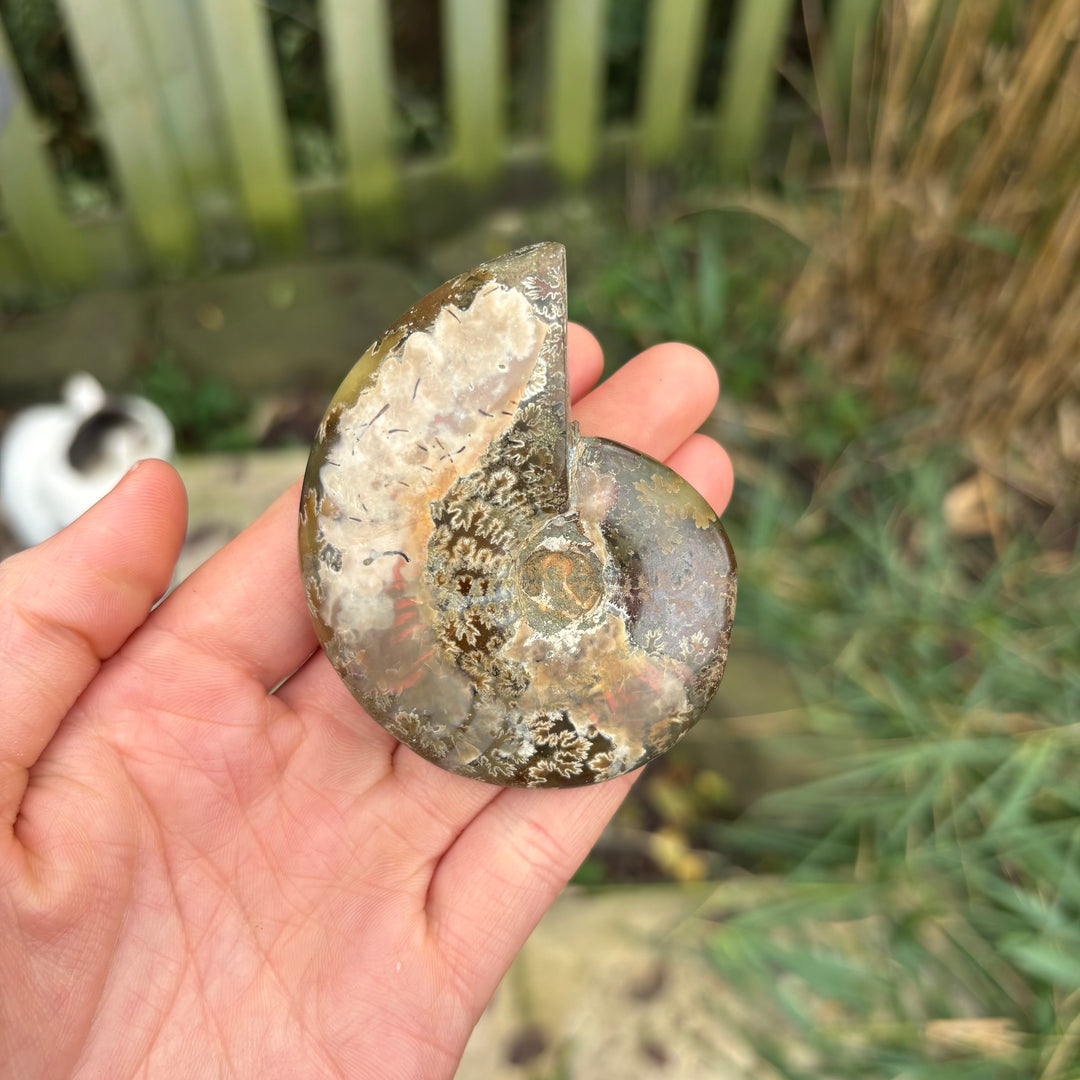 Ammonite Polished Fossil Carving