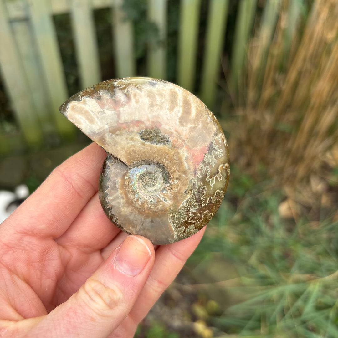 Ammonite Polished Fossil Carving