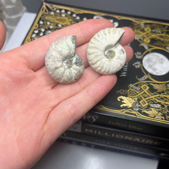 Ammonite Fossil with Coating