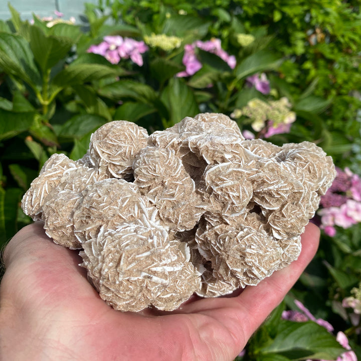 Large Frosted Sandrose Cluster – Soft Desert Rose Energy