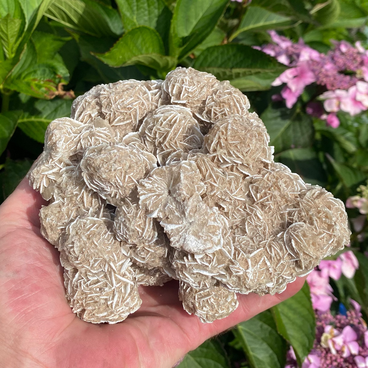 Large Frosted Sandrose Cluster – Soft Desert Rose Energy
