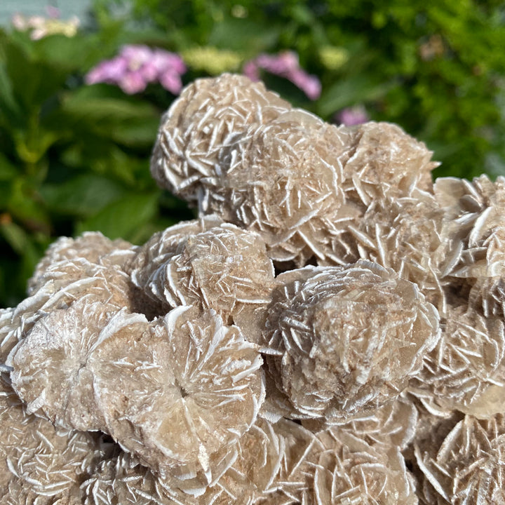 Large Frosted Sandrose Cluster – Soft Desert Rose Energy