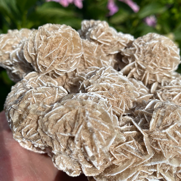 Large Frosted Sandrose Cluster – Soft Desert Rose Energy