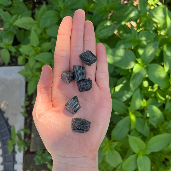 A hand holding several small dark charcoal briquettes, photographed outdoors with green leafy plants in the background.
