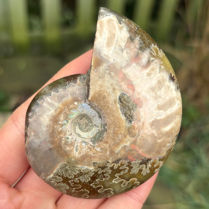 A close-up shot of a large, highly polished natural ammonite fossil showing detailed suture patterns and earthy brown hues held in an open hand
