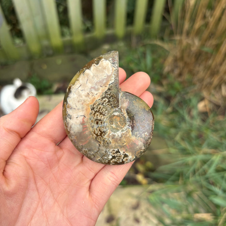 A person holding a genuine sliced and polished ammonite fossil carving to showcase its internal mineralised ridges under natural light