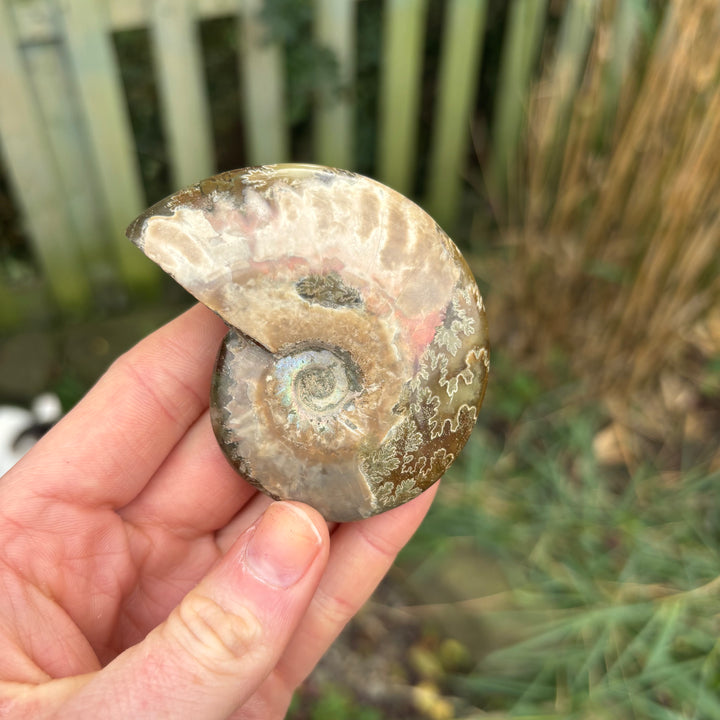 A side angle view of a polished brown ammonite fossil shell showing its coiled geological structure held vertically in a palm