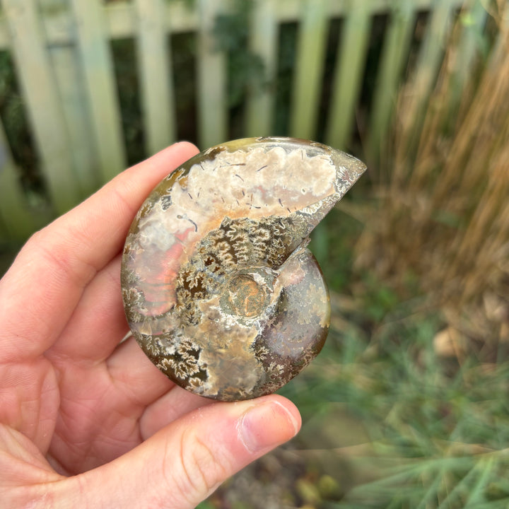 A detailed view of a smooth, palm-sized ancient ammonite fossil coil being turned in a hand to highlight its earthy textures