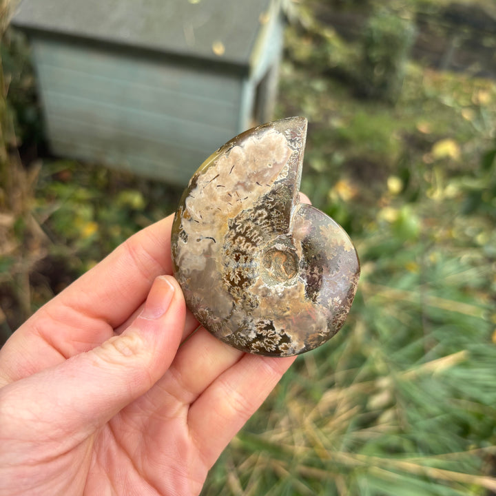 A hand lifting a small, rugged prehistoric ammonite shell fossil displaying a glossy natural sheen on its patterned surface