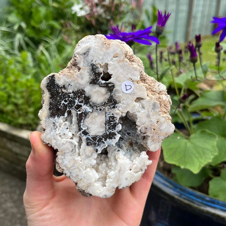 A hand holding an unpolished, cut agate geode specimen with a polished white crystalline face and deep dark chalcedony pockets outdoors, displaying variant labelling against a blurred backdrop of purple garden flowers for Root Chakra balancing.
