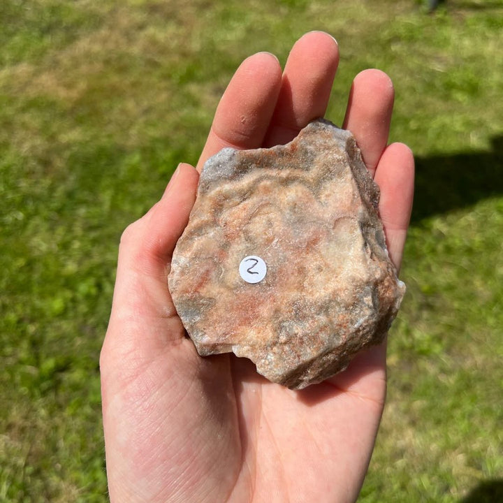 A hand holding a Style 2 7cm raw crazy lace agate specimen, displaying a flat face with a price sticker against a blurred grassy background, perfect for adding a sunny, self-confident energy to a living room shelf or kitchen counter.