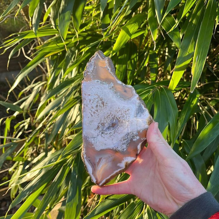 An outdoor daytime shot of the heavy, polished Flower Agate slab held up against green foliage to catch the natural light. The perspective highlights the delicate pink tones and sparkling druzy crystal pockets running across its textured front face to inspire personal growth.