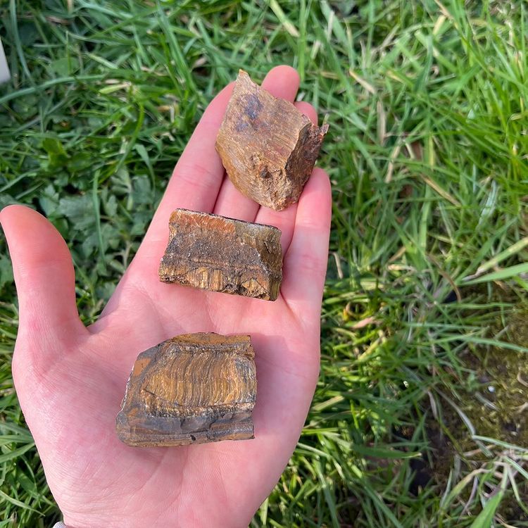 A close-up view of three unpolished raw Gold Tiger Eye pieces resting in an open palm. Photographed outdoors over a vibrant green grass background, the chunks showcase rich bands of honey and golden brown shades mixed with earthy textures.
