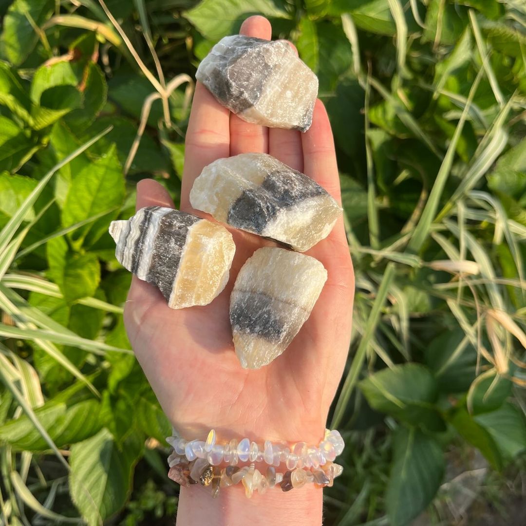 An open palm cradling four rough, unpolished Raw Zebra Calcite crystal chunks outdoors. The medium-sized specimens showcase a rugged texture with striking alternating bands of dark charcoal, snowy white, and warm honey-yellow tones, shot against a vibrant backdrop of sunlit green garden leaves to invite motivation and Root and Solar Plexus chakra grounding.
