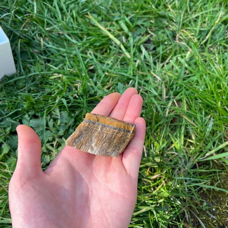 A high-angle shot looking down at a single piece of unpolished raw Tiger Eye gemstone held gently in a hand outdoors. The natural sunlight highlights the shimmering fibrous bands, perfect for grounding the Solar Plexus and Root chakras.